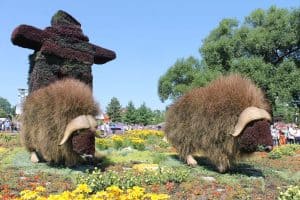 Muskoxen